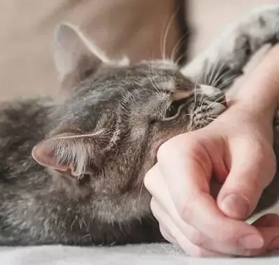 Почему кусается кошка: расшифровка кошачьего языка