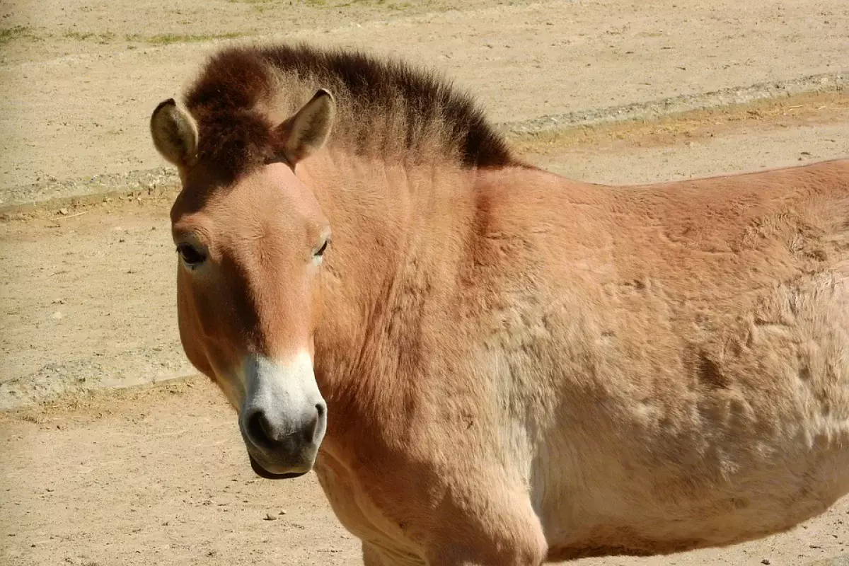 Казахское наименование дали лошади Пржевальского