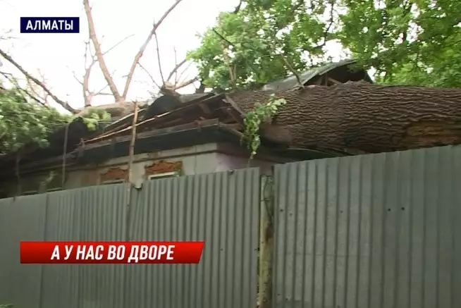 Дуб рухнул на крышу жилого дома в Алматы