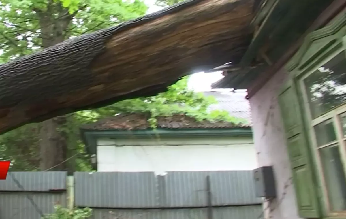 Не было денег убрать: В Алматы огромный дуб рухнул на крышу жилого дома