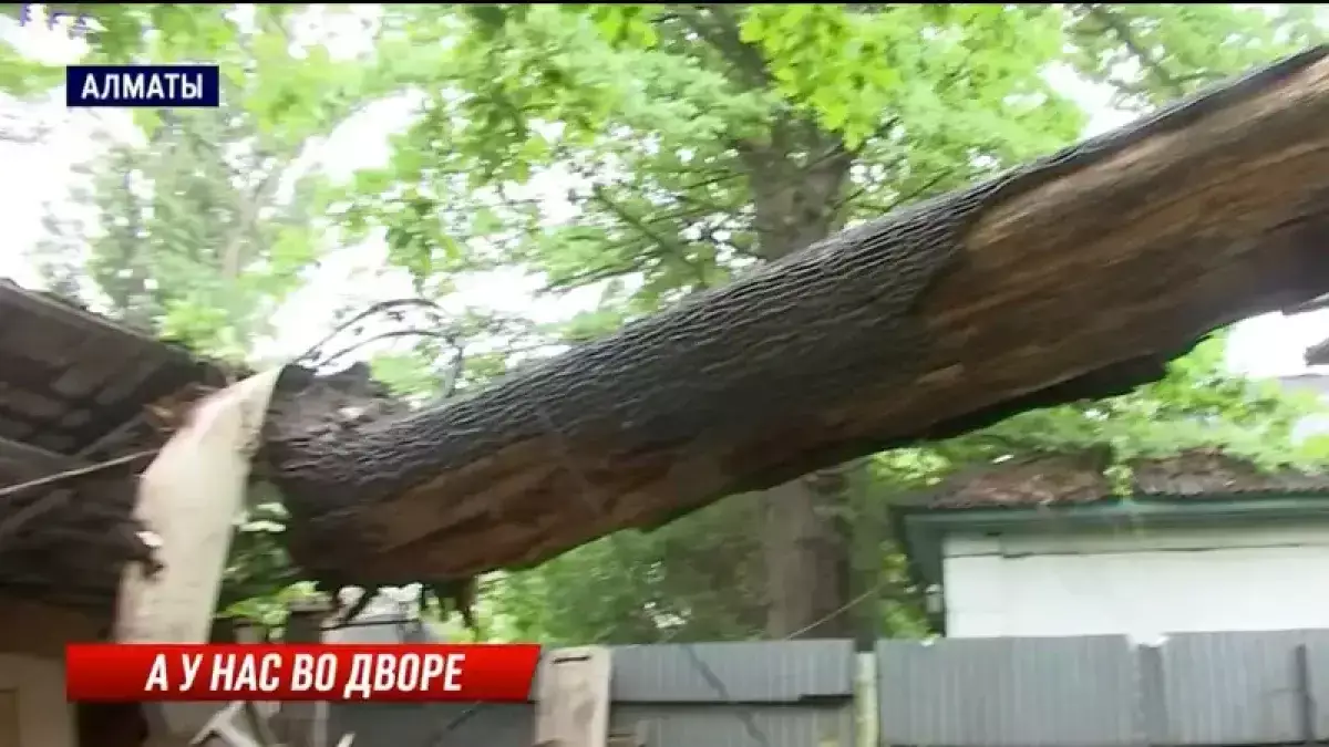 В Алматы дуб рухнул на крышу жилого дома