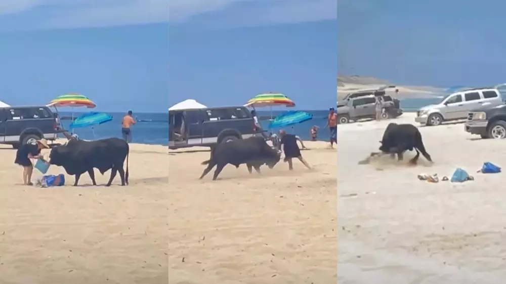 Нападение разъяренного быка на туристку попало на видео
