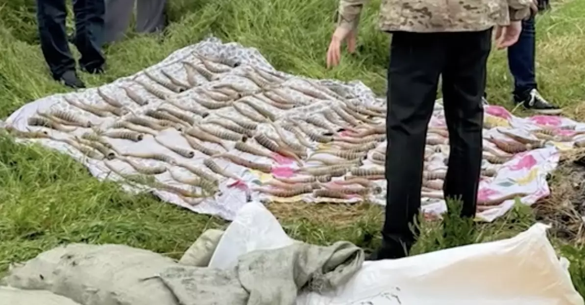 1,5 тыс. рогов сайгака пытались сбыть в Алматы и ЗКО