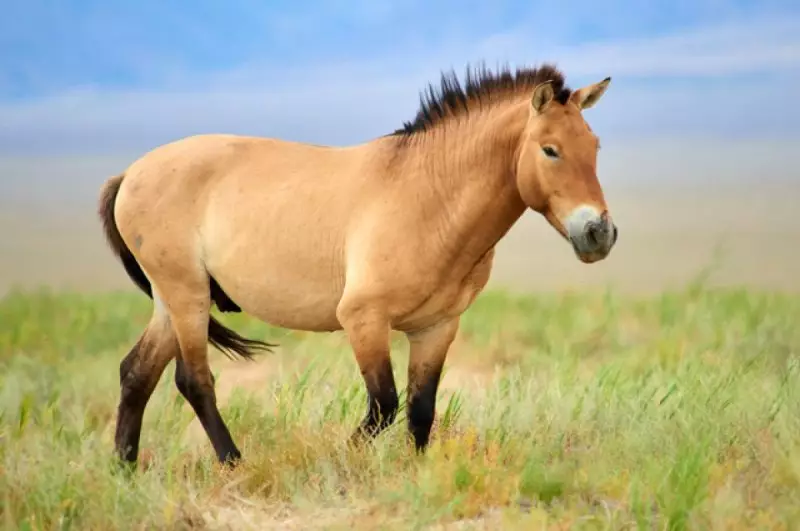 В Казахстане нашли пропавших в России лошадей