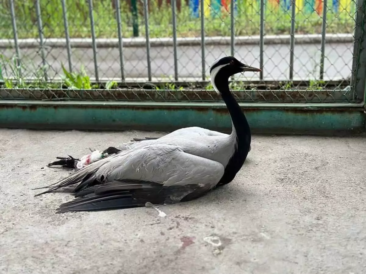 Раненного журавля прооперировали в зоопарке Караганды (ВИДЕО)