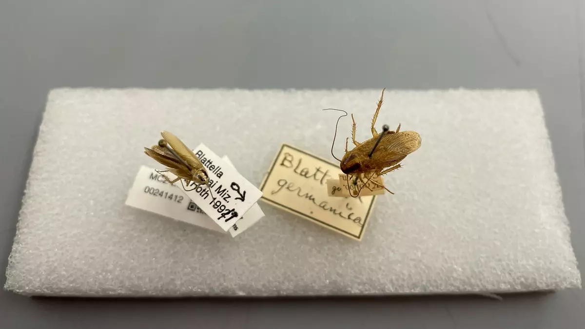 Как тараканы распространились по миру и стали профессионалами по выживанию