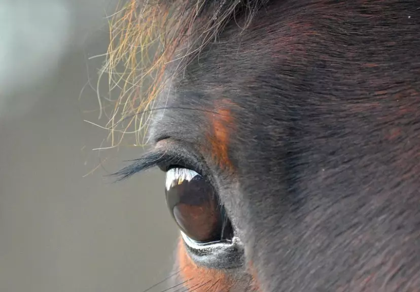 Закон о сохранении и воспроизводстве казахской породы лошадей одобрил Мажилис
