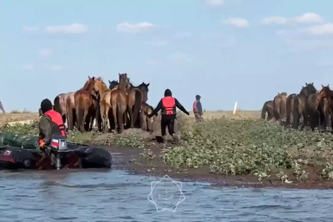 Десятки лошадей спасли в Атырауской области