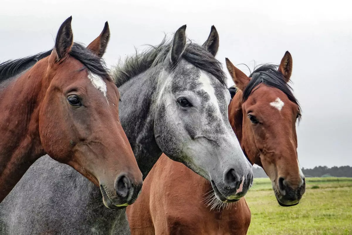Как восстановить казахскую спортивную породу лошадей  придумали депутаты