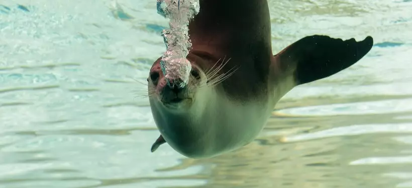 Природный резерват для сохранения популяции каспийского тюленя создадут в Казахстане