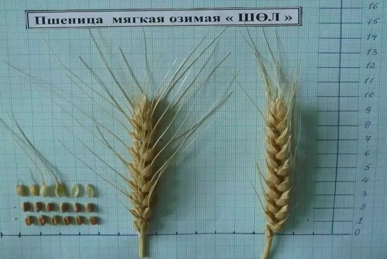 Морозоустойчивый сорт пшеницы вывели казахстанские ученые