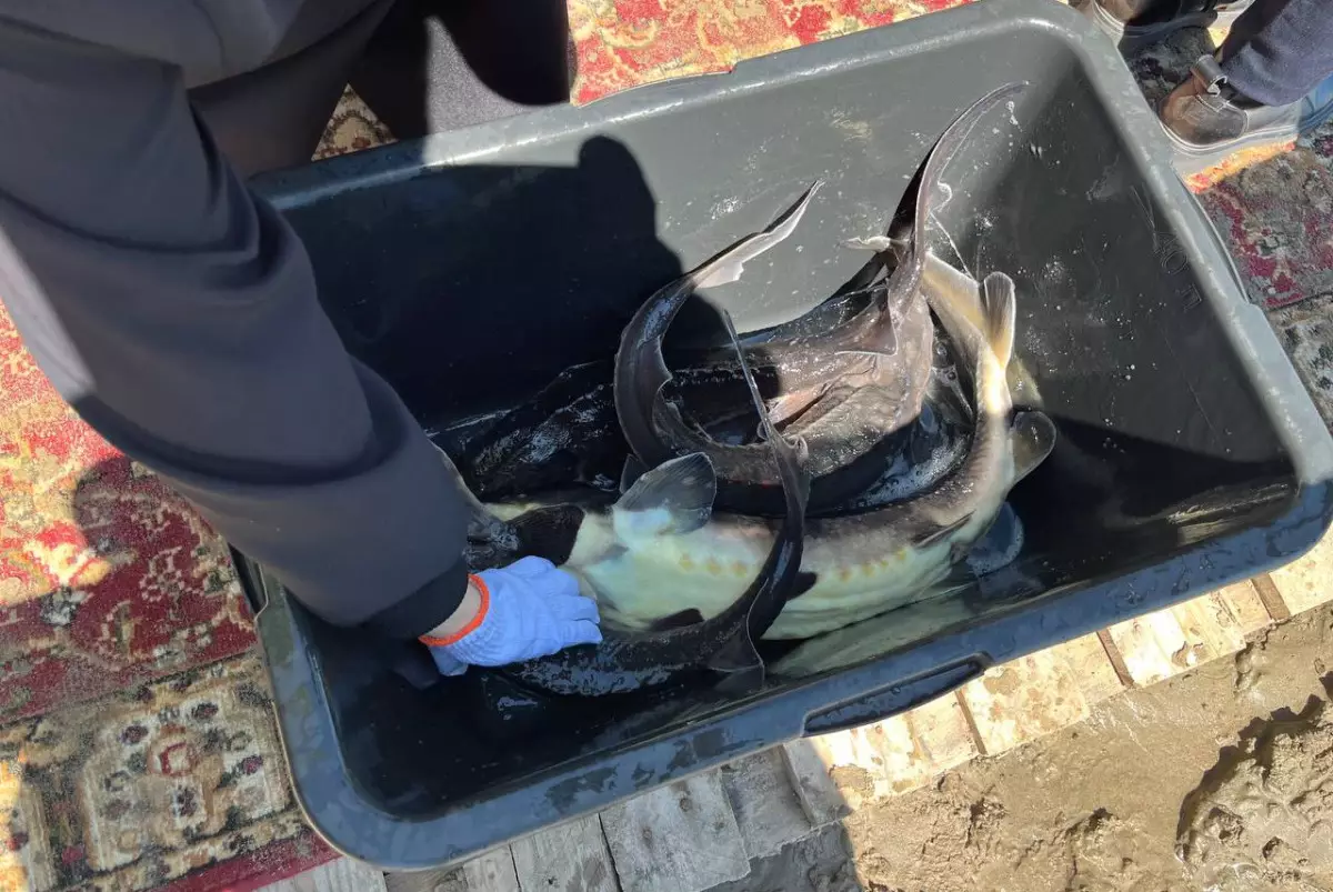 Тысячи особей краснокнижной рыбы выпустили в Иртыш