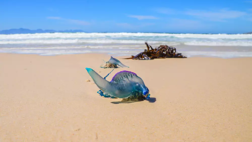 Смертельное прикосновение к "пляжному мусору": об опасности предупредила путешественница