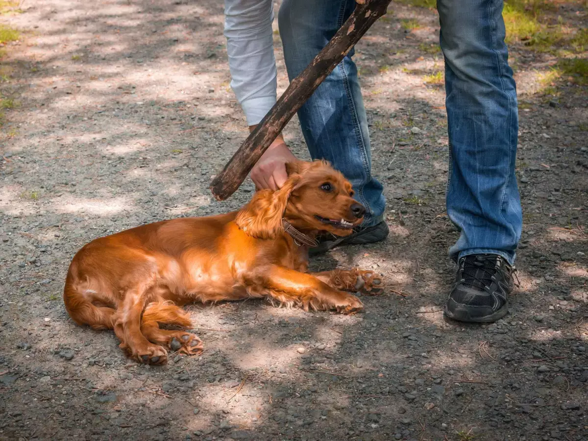 В Атырау завели уголовное дело на живодера, избившего щенка на территории детсада