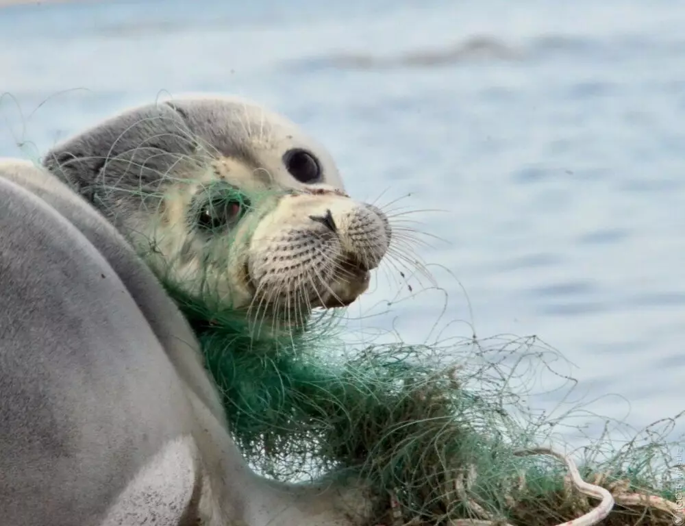 Природный резерват для сохранения каспийского тюленя создадут в Казахстане