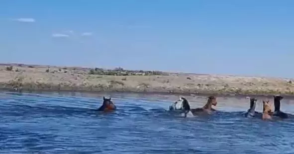 Спасатели Атырауской области эвакуировали 92 голов лошадей