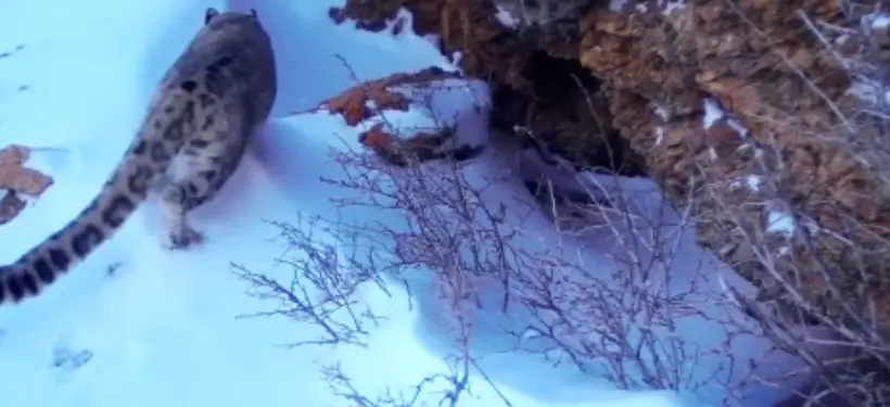 Один из снежных барсов "попозировал" на видеоловушку в нацпарке Туркестанской области