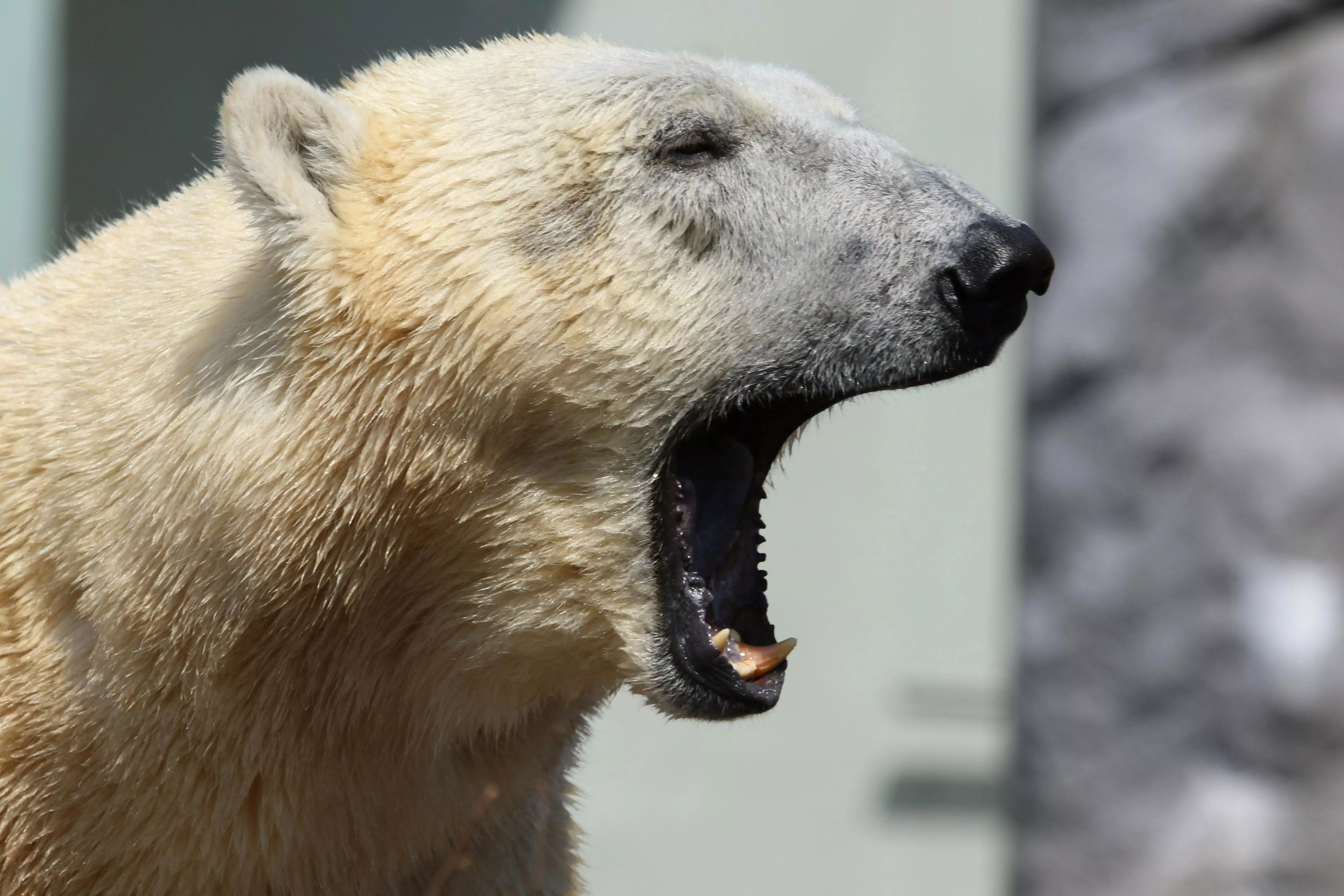 Белый медведь из Чехии умер в зоопарке Алматы