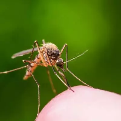 Что помогает от укусов комаров — ценные советы врача