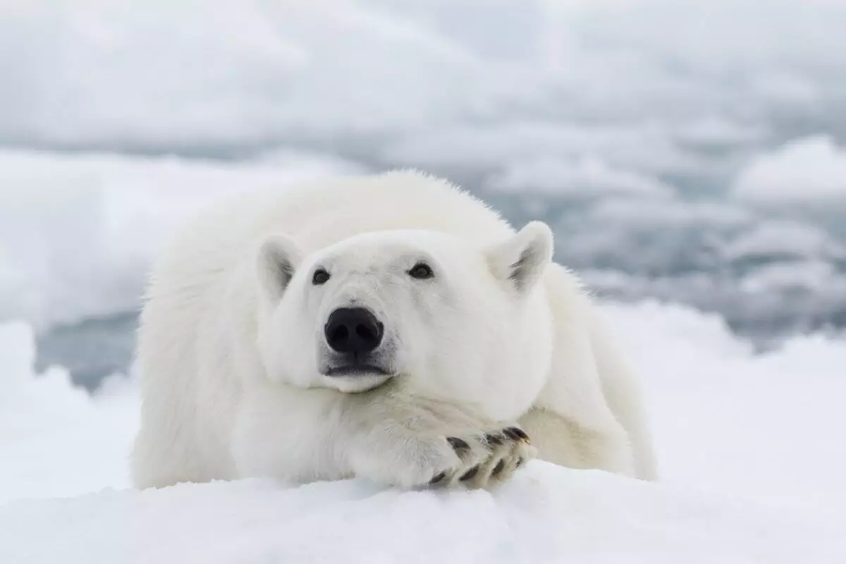 Белый медведь, привезенный из Чехии, умер в зоопарке Алматы
