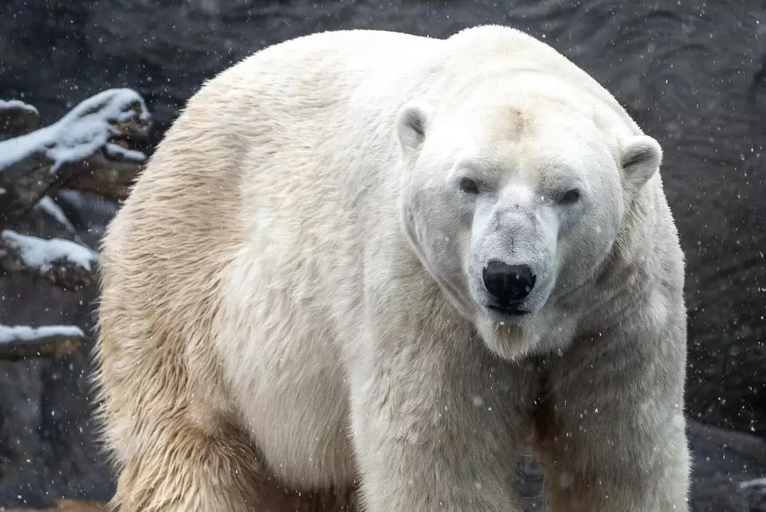 В зоопарке Алматы умер медведь из Праги: чешская сторона требует расследования