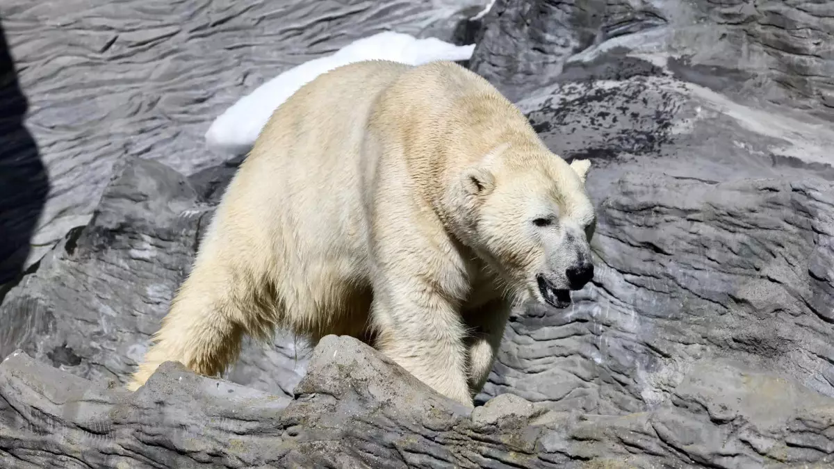 Умер прибывший из Праги в зоопарк Алматы белый медведь