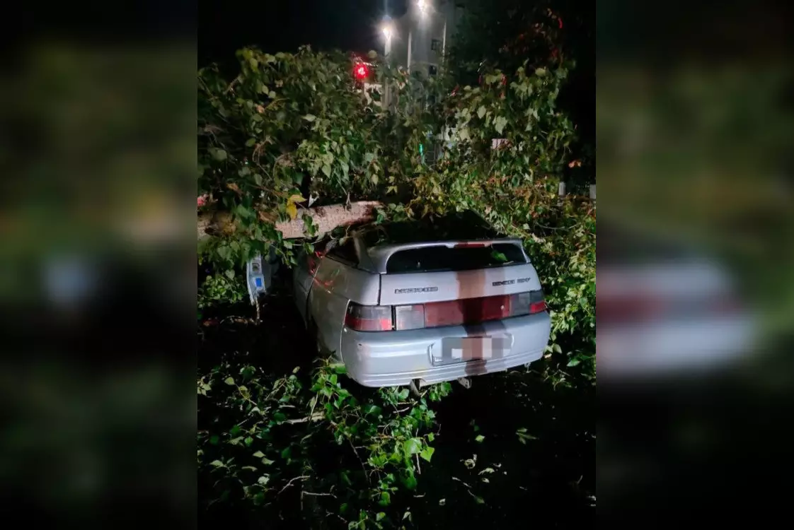 Дерево упало на авто в Костанае: владелица взыскала с акимата 1,3 млн тенге