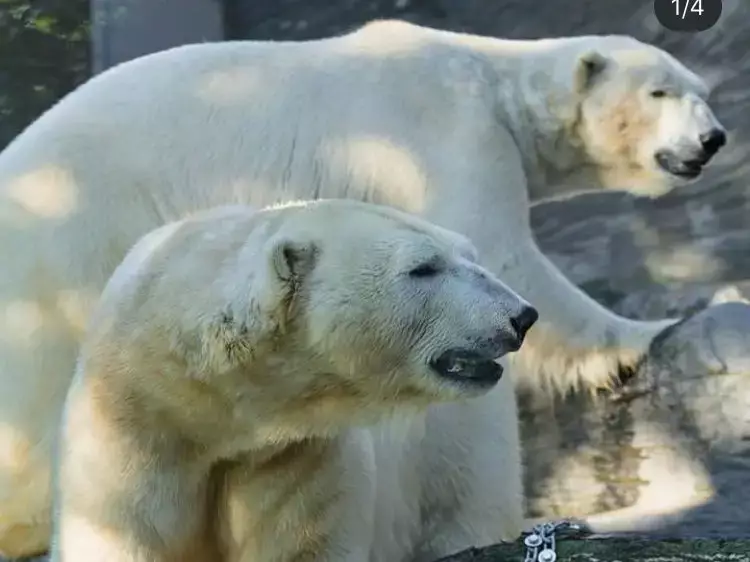 Международный скандал разразился из-за медведя, умершего в зоопарке Алматы