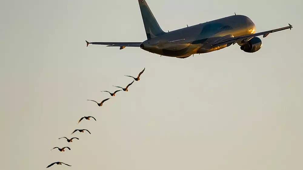 Опасность от животных и птиц: что изменят в Казахстане ради прямого рейса в США