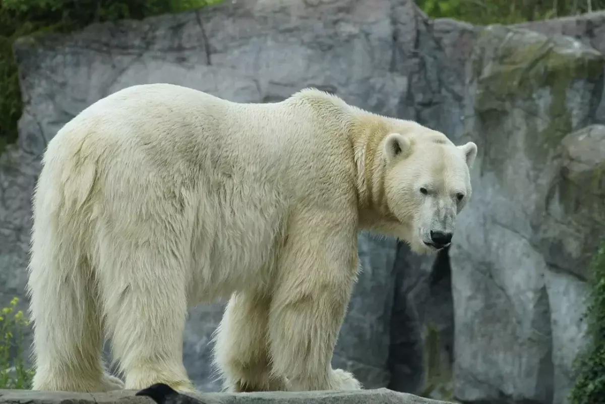 В зоопарке Алматы умер медведь, привезенный из Праги: чешская сторона требует расследования