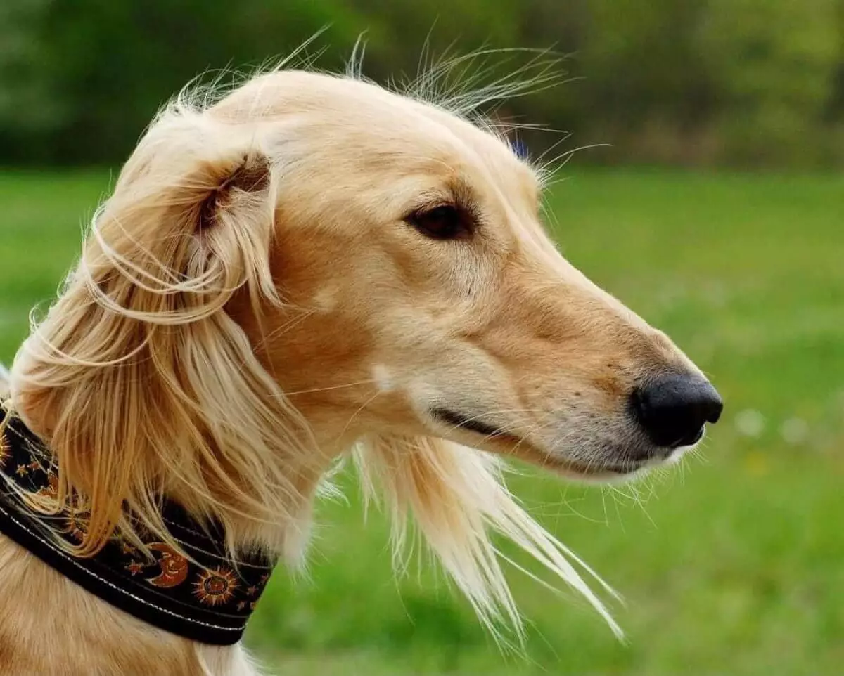 Международная выставка по признанию собак породы қазақ тазы состоится в Астане