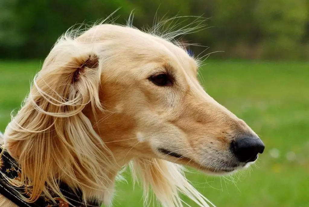 Международная выставка по признанию собак породы қазақ тазы пройдет в Астане