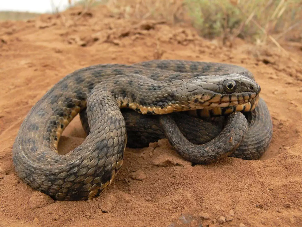 Стоит ли бояться? Эксперт рассказал о повстречавшейся любителям-грибникам змее в степи Мангистау