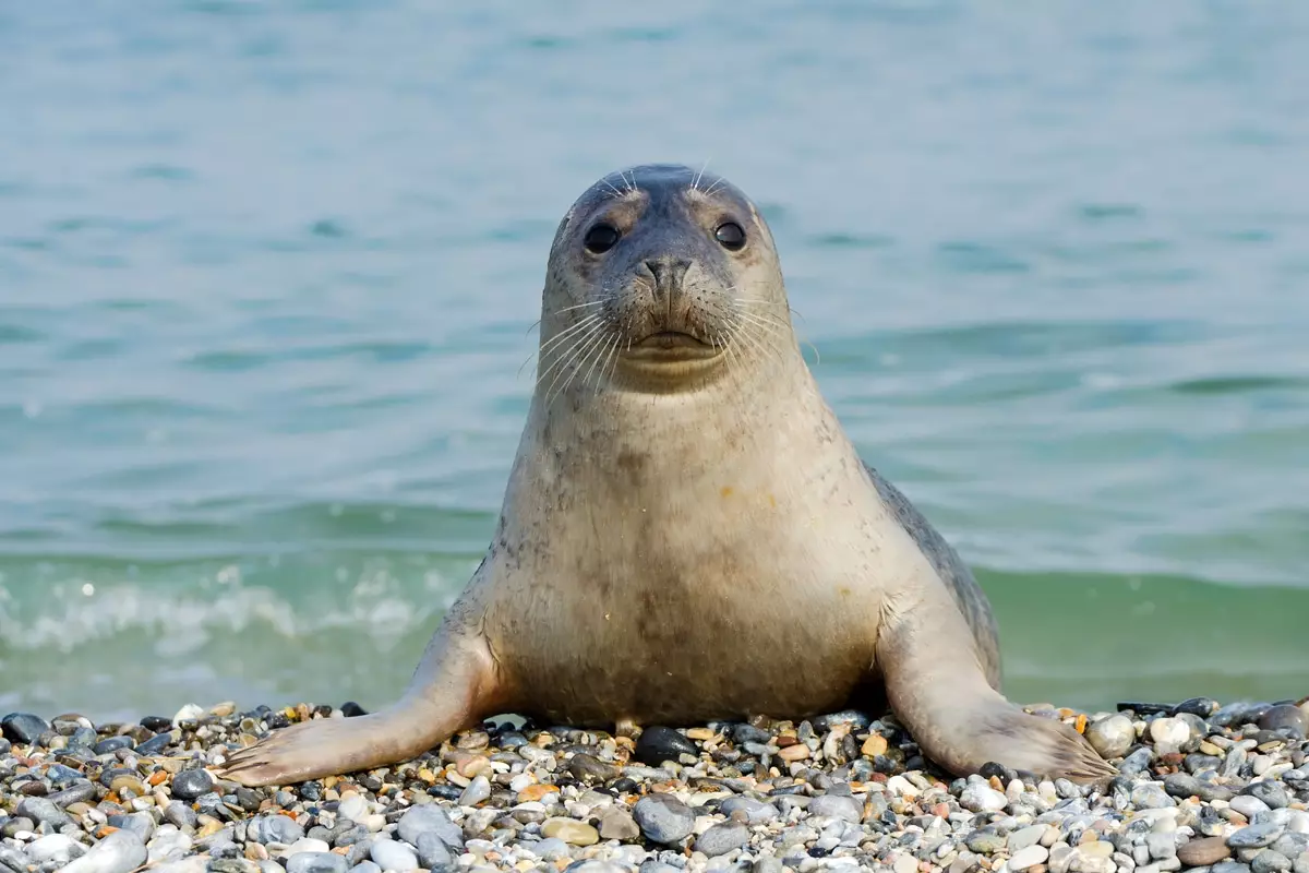 В Мангистау начнут тщательнее следить за средой обитания тюленей