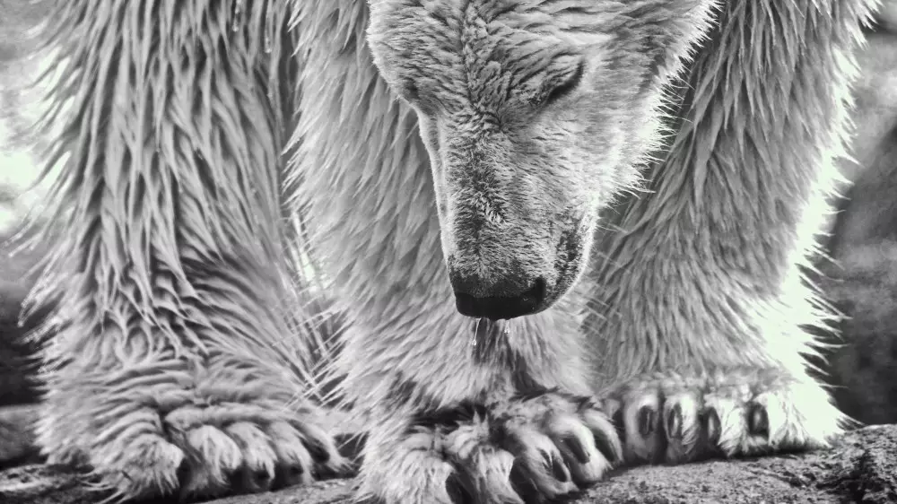 Смерть белого медведя объяснил директор Алматинского зоопарка