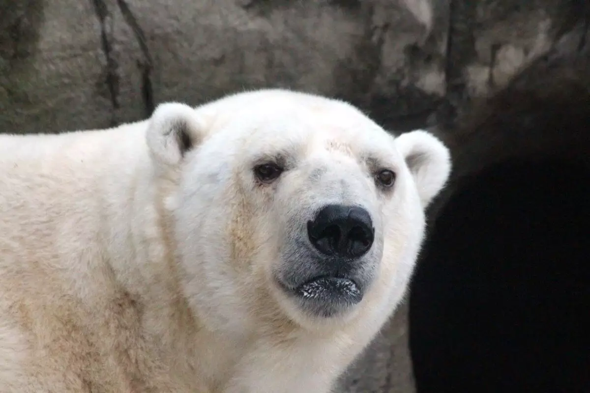 Белый медведь в зоопарке Алматы умер от опухоли в голове