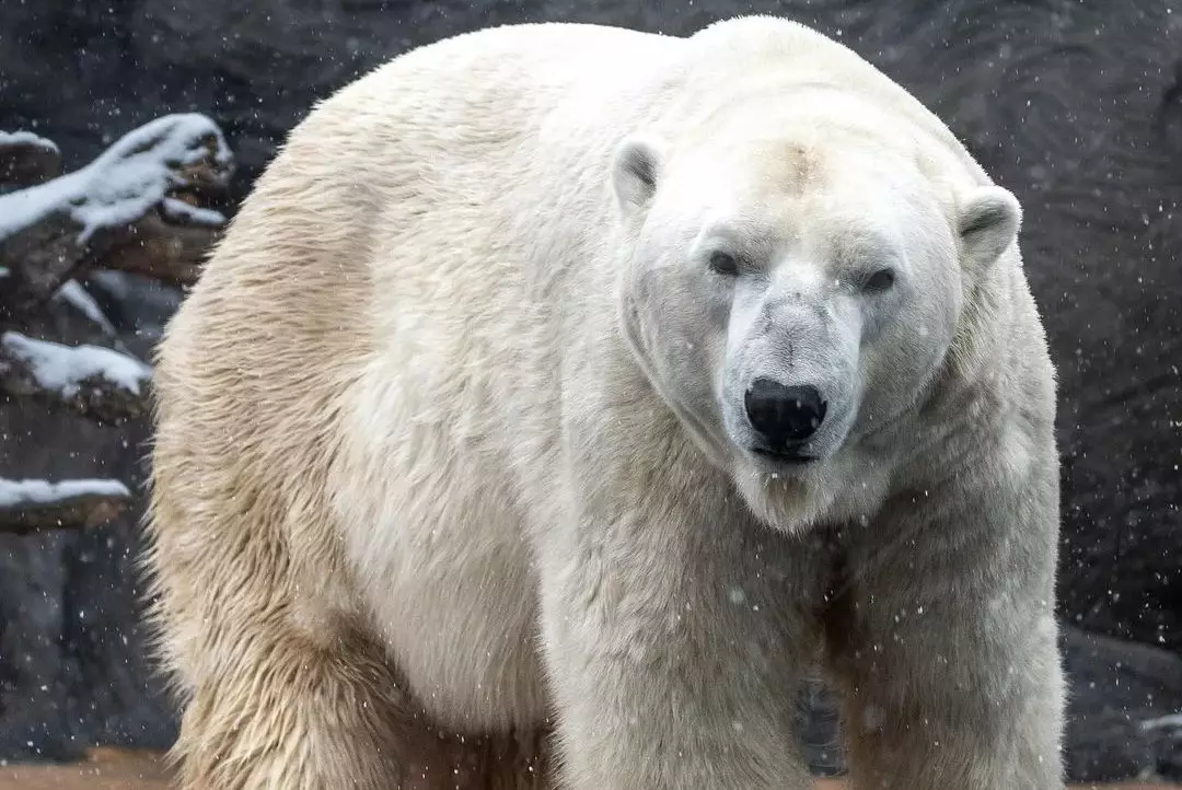 Скандал в зоопарке Алматы: смерть медведя прокомментировал директор зверинца