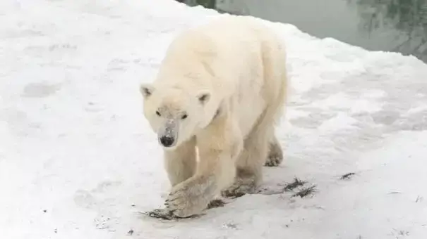 В Алматинском зоопарке объяснили причину смерти белого медведя Тома