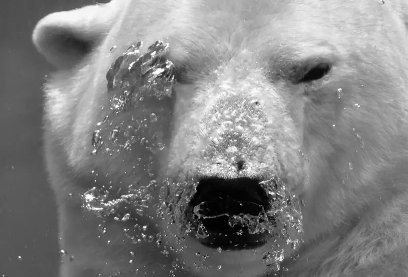 Приехал из Праги с опухолью: причину смерти полярного медведя назвали в алматинском зоопарке