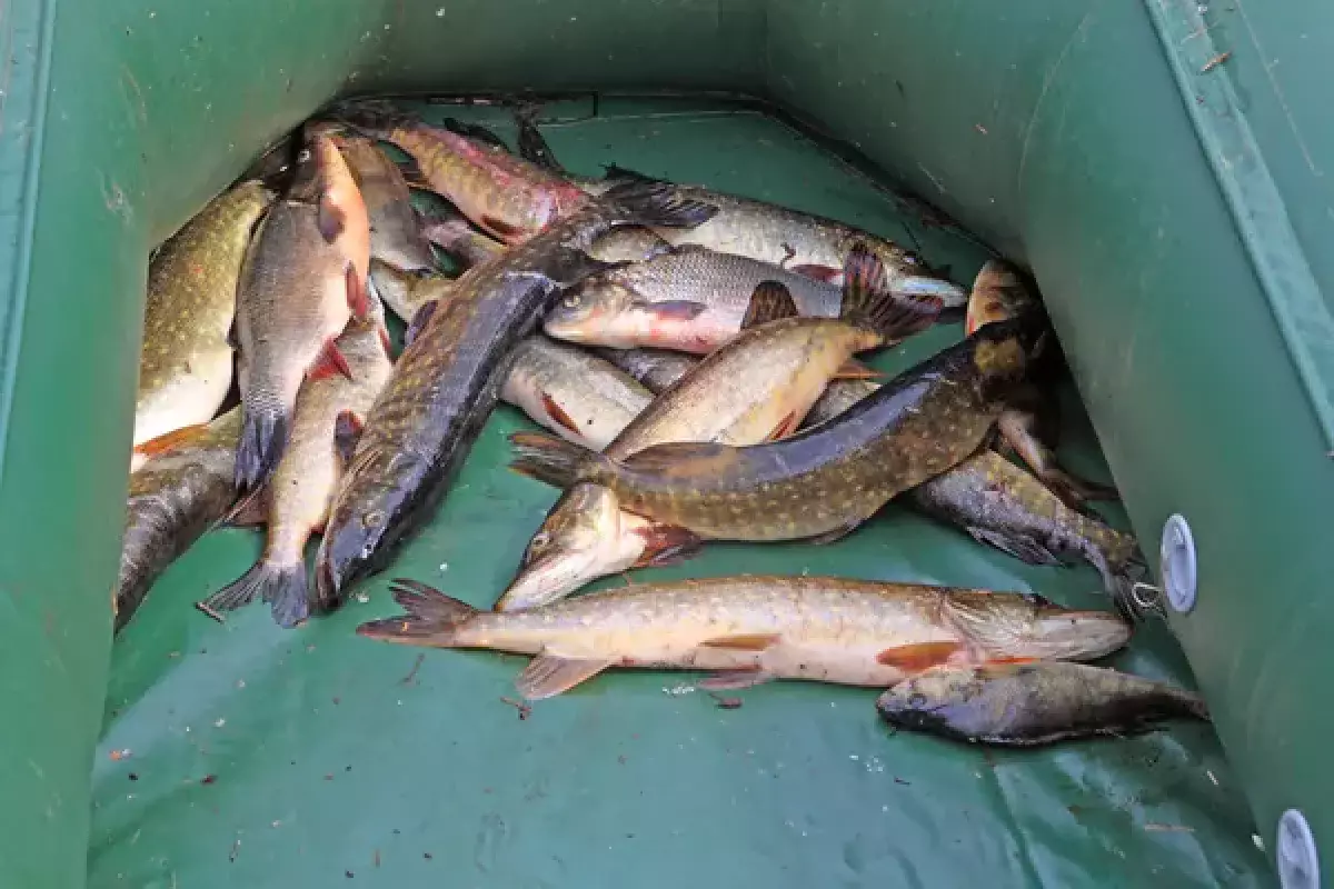 Атырауских инспекторов рыбной охраны подозревают в браконьерстве