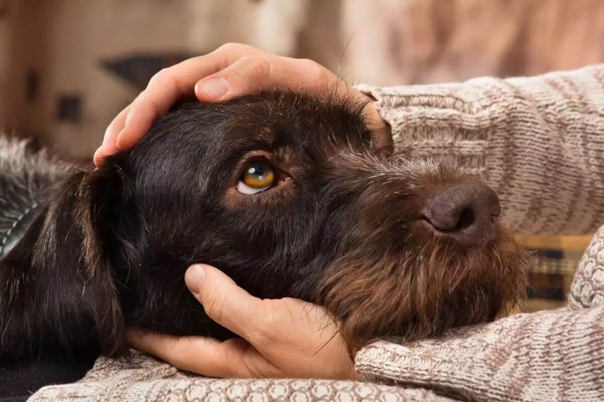 Покупка собаки в интернете обернулась для блогера потерей денег
