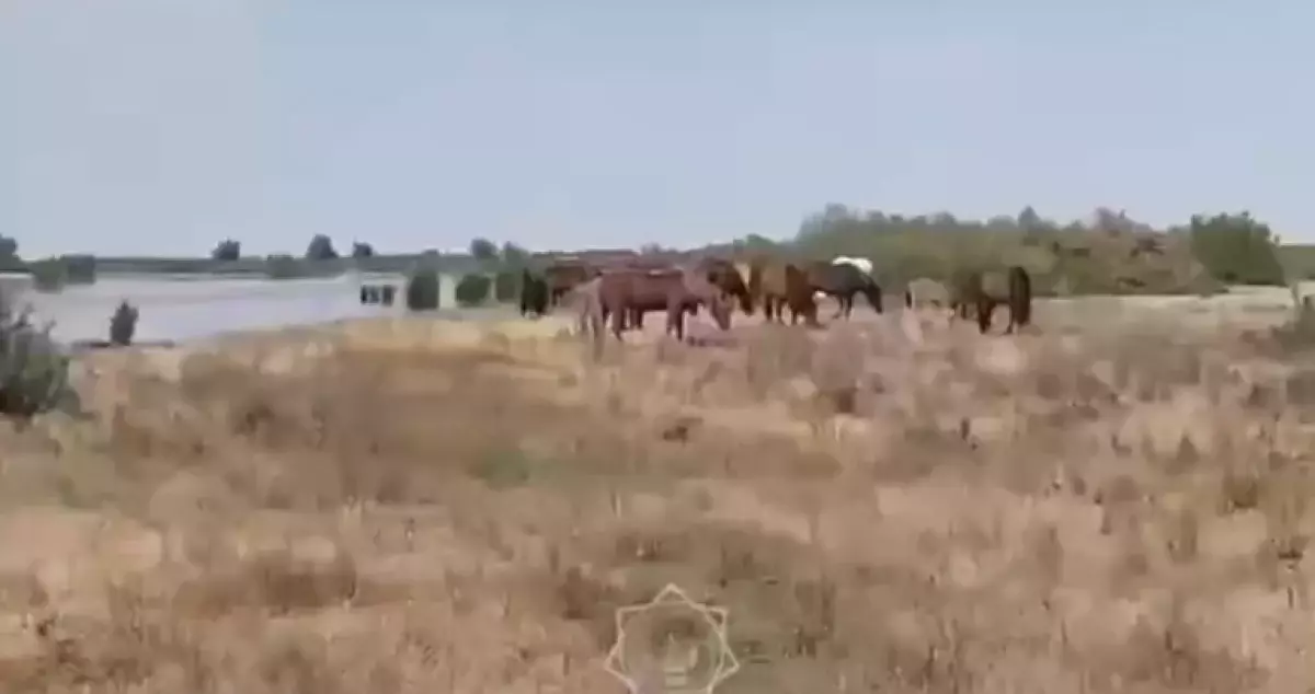 Сотни лошадей отрезало от суши паводком в Атырауской области