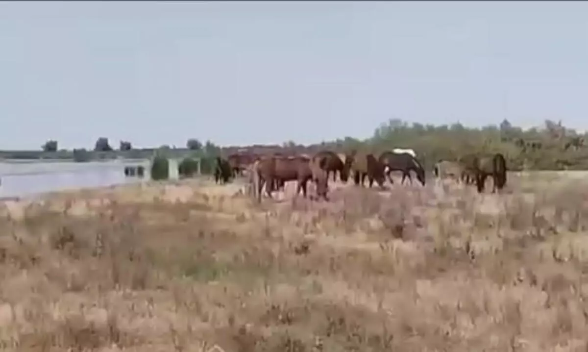 Силами ДЧС Кызылординской области спасены 210 голов лошадей