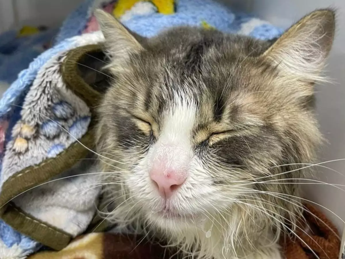 Женщина случайно постирала кота в стиральной машине
