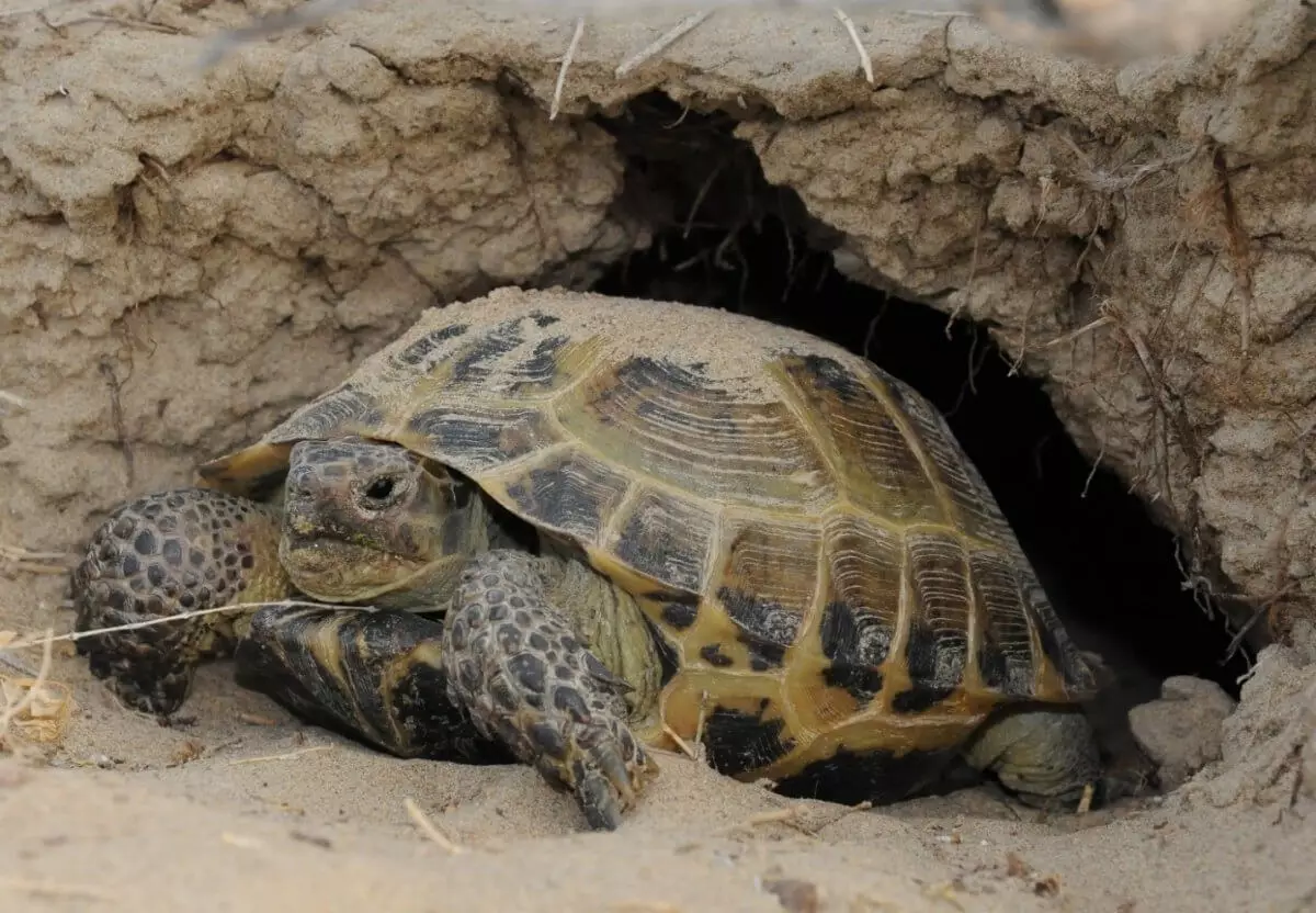 Сохраним нашу черепаху: как отметили в Казахстане значимый для природы день