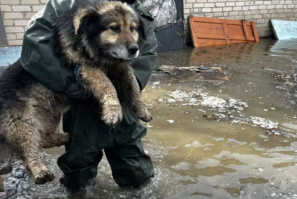 В МЧС поделились трогательным видео спасения собак в Атырауской области