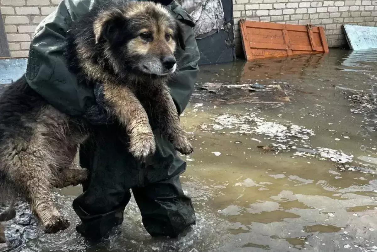 МЧС поделилось видео спасения животных в Атырауской области
