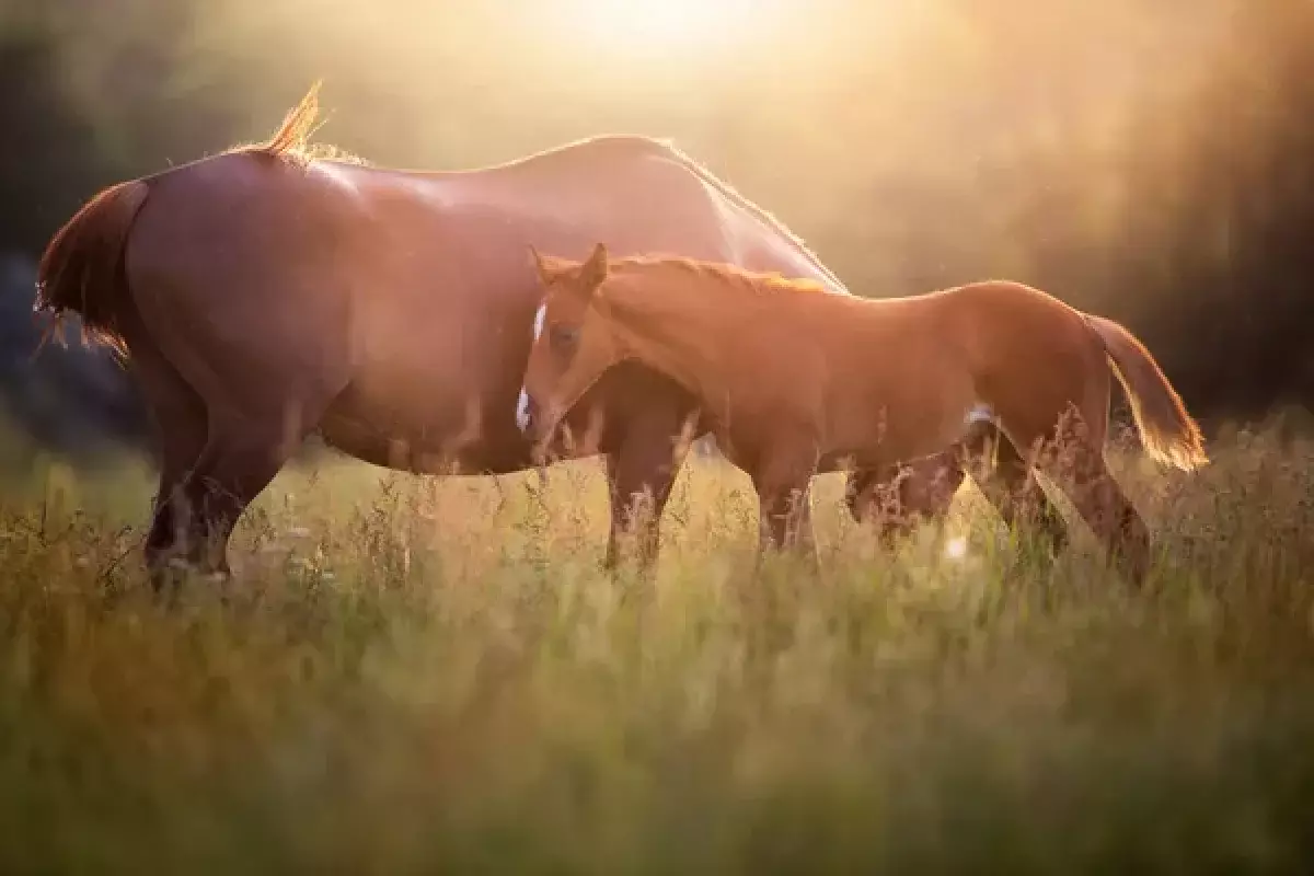 Сельчанин украл у фермера лошадей под видом потерявшихся животных и был наказан
