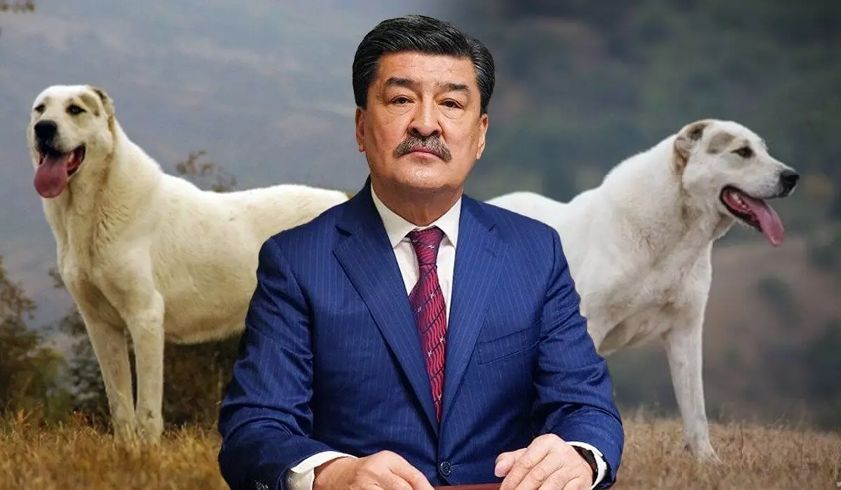 Майра и Бетховен: министр экологии держит казахских породистых собак (ВИДЕО)