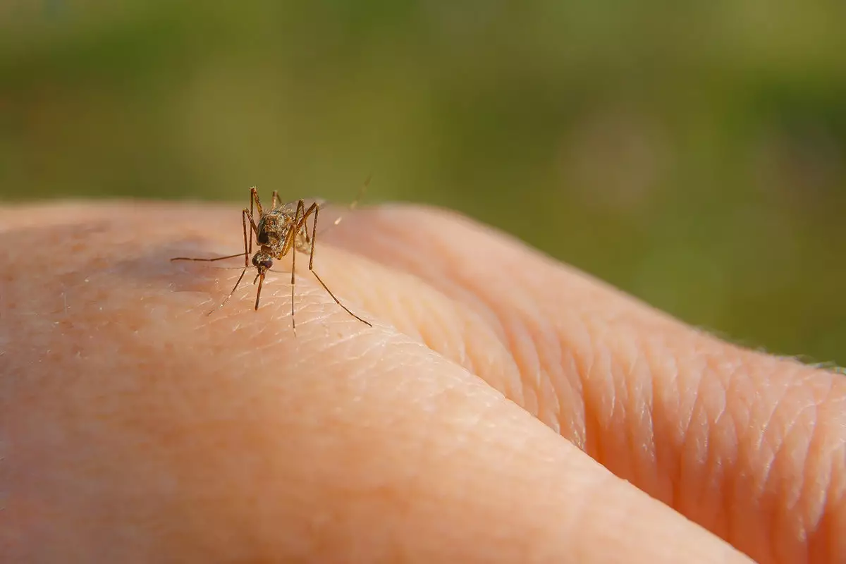 Ученые объяснили, почему одних людей кусают комары, а других — нет